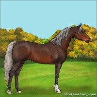 Horse Color:Silver Brown 