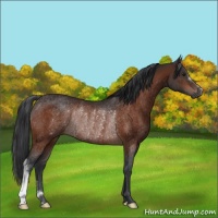 Horse Color:Brown Rabicano 