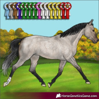 Horse Color:Brown Roan Dun 