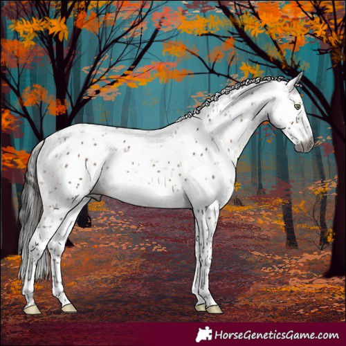 Horse Color:Gray Bay Mushroom Sabino Rabicano 