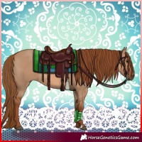 Horse Color:Red Dun 