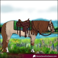 Horse Color:Red Dun 