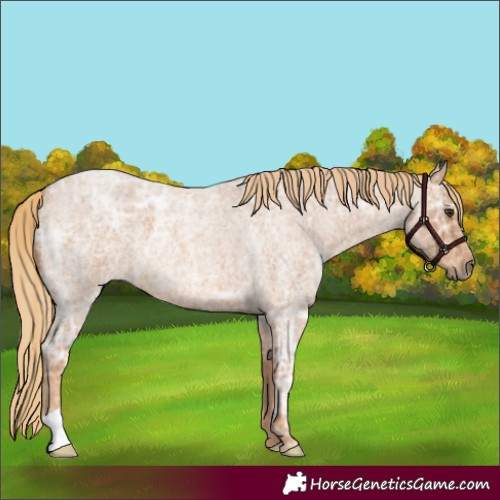 Horse Color:Red Ice Roan