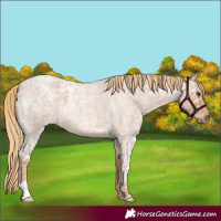 Horse Color:Red Ice Roan 