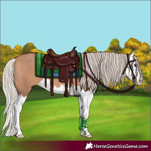 Horse Color:Silver Bay Dun Splash