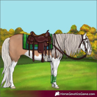 Horse Color:Silver Bay Dun Splash