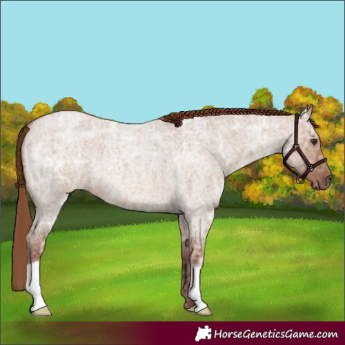 Horse Color:Red Dun Ice Roan 