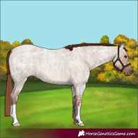 Horse Color:Red Dun Ice Roan 
