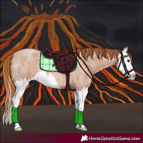Horse Color:Red Roan Splash
