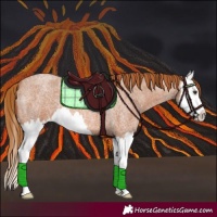 Horse Color:Red Roan Splash 