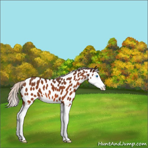 Horse Color:Silver Bay Splash Near Leopard 