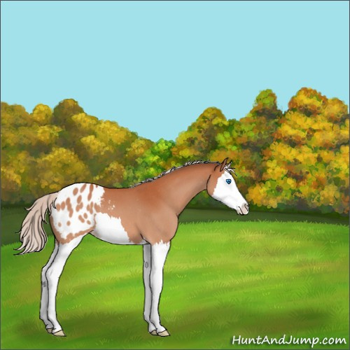 Horse Color:Silver Bay Roan Splash Appaloosa 