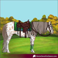 Horse Color:Bay Appaloosa