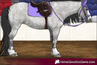 Horse Color:Blue Ice Roan and Grullo Ice Roan