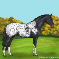 Horse Color:Black Ice Tobiano Appaloosa 