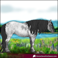 Horse Color:Blue Ice Roan  and Blue Ice Roan 