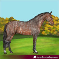 Horse Color:Silver Smoky Blue Ice Roan  and Bay Roan 