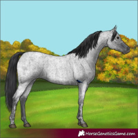 Horse Color:Blue Ice Roan  and Blue Ice Roan 