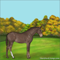 Horse Color:Liver Chestnut 