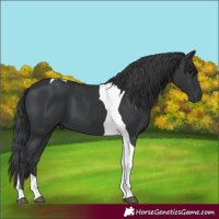 Horse Color:Black Tobiano 