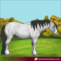 Horse Color:Blue Ice Roan  and Blue Ice Roan Rabicano 