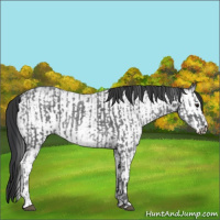 Horse Color:Blue Ice Roan and White Spotted Blue Ice Roan