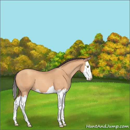 Horse Color:Amber Champagne Splash