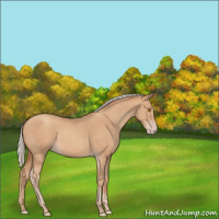 Horse Color:Silver Classic Champagne 