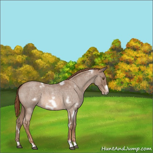 Horse Color:White Spotted Red Roan Frame