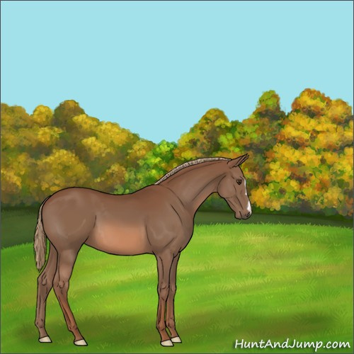 Horse Color:Chestnut 