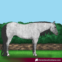 Horse Color:Blue Ice Roan  and Blue Ice Roan 