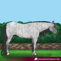 Horse Color:Blue Ice Roan  and Blue Ice Roan 