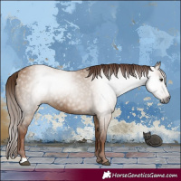 Horse Color:Gray Red Dun 