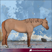 Horse Color:Red Dun 