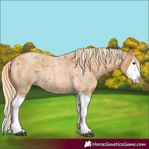 Horse Color:Palomino Roan Splash