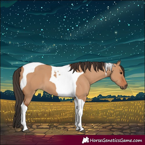 Horse Color:Bay Dun Tobiano 