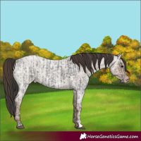 Horse Color:Blue Ice Roan and Classic Champagne Ice Roan
