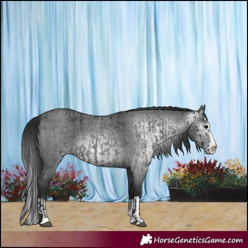 Horse Color:Blue Roan Sabino Splash  and Gray Blue Roan Sabino Splash 