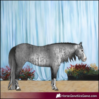 Horse Color:Blue Roan Sabino Splash  and Gray Blue Roan Sabino Splash 