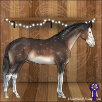 Horse Color:Brown Splash Appaloosa 