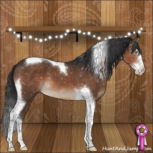 Horse Color:Brown Splash Tobiano Appaloosa 