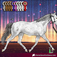 Horse Color:Brown Splash Tobiano Snowflake Varnish