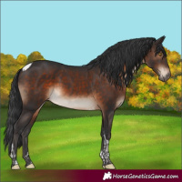 Horse Color:Brown Tobiano