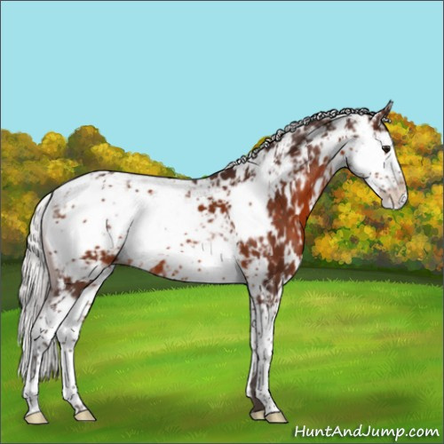 Horse Color:Silver Brown Sabino 