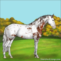 Horse Color:Silver Brown Sabino 