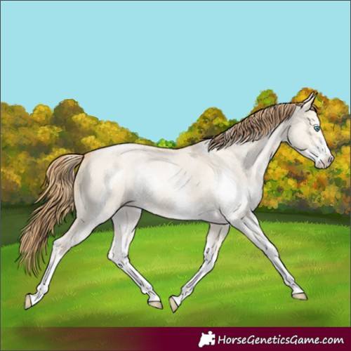 Horse Color:Smoky Grullo Pearl Sabino 