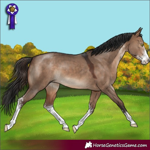Horse Color:Brown Dun Sabino 