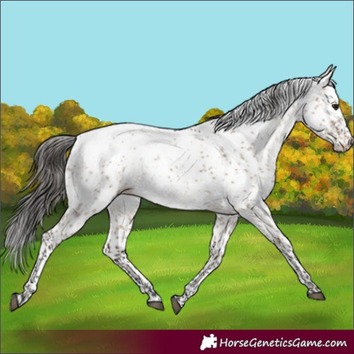 Horse Color:Brown Dun Sabino Appaloosa 
