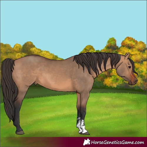 Horse Color:Bay Dun Sabino Rabicano