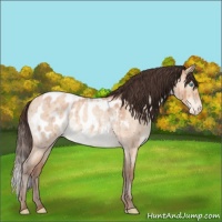 Horse Color:Sable Champagne Roan Dun Sabino Near Leopard Brindle 